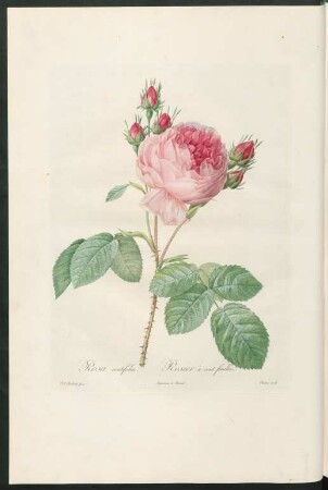 Rosa centifolia. Rosier à cent feuilles. Couten sculp.