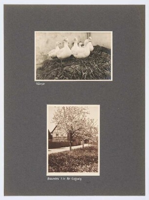Referenzmappe 3/17 des Fotografen Walter Möbius : Mappenblatt 67 mit zwei Fotografien (Gänseschar und Baumblüte in Alt-Coswig oder Alt-Zitschewig)