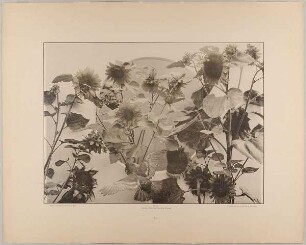 83. Gruppe aus Sonnenblumen mit Taube