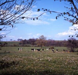 Holstein, Reinfeld, Weidelandschaft : Holstein. Reinfeld. Knick- und Weidelandschaft Raum Stormarn