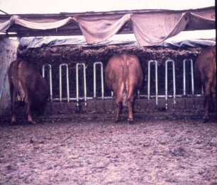 Fotografie: Fütterungstechnik, Futtervorlage, Fressbereich, Fressgitter, Flachsilo