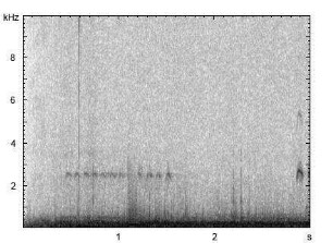 Regenbrachvogel | Numenius phaeopus - Flugruf