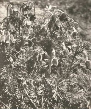 Wiesen-Kuhschelle (Pulsatilla pratensis), auch Wiesen-Küchenschelle und Schwarz-Küchenschelle. Wachtelberg südlich Wurzen
