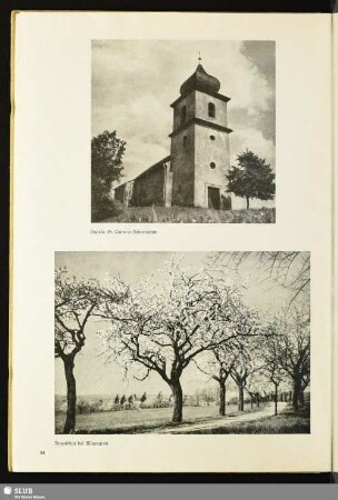 Baumblüte bei Rützengrün