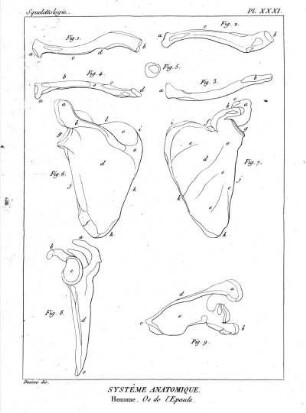 Pl. XXXI. Systême Anatomique. Homme. Os de l'Epaule.