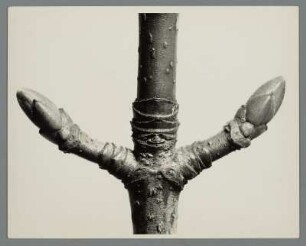 Ahorn, Zweig (Acer)
