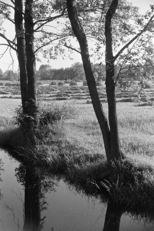 Spreewald um 1940. Heuschober auf den Wiesen. : Błóta wokoło 1940. Synowe kopjena ,,Stogi" na łukach.