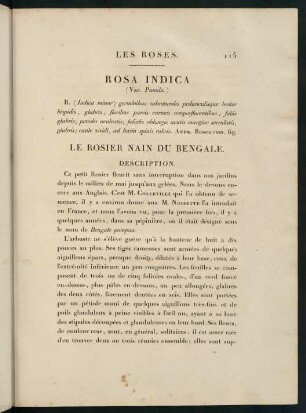 115-116, Rosa Indica (Var. Pumila.) Le Rosier Nain du Bengale.