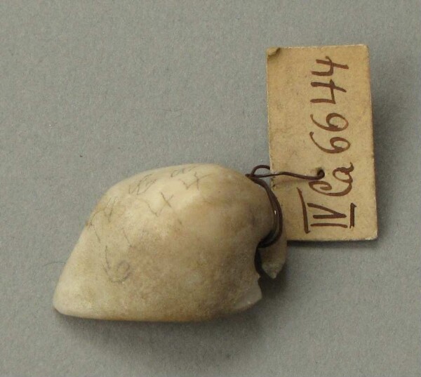 Shell pendant (?)