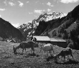 Weidende Ziegen in einem Gebirgsort (vielleicht in den Allgäuer Alpen)