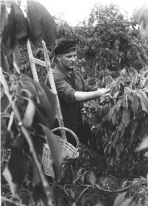 Altes Land 1935. Kirschen pflücken ist mühsam