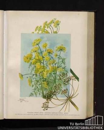 Foeniculum officinale Allioni. Foeniculum capillaceum Gillibert. Fenchel.