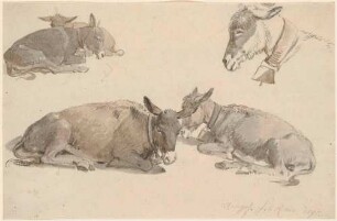 Studien von vier liegenden Eseln und einem Eselskopf