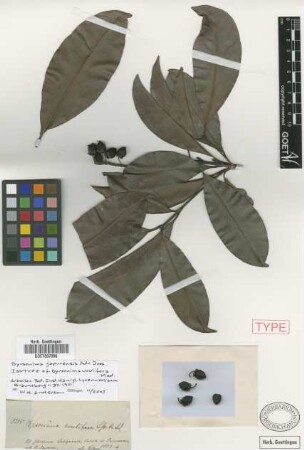 Byrsonima uvulifera Nied. [isotype]