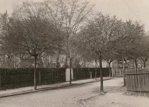 Straße mit Kugelahorn (Acer platanoides 'Globosum')