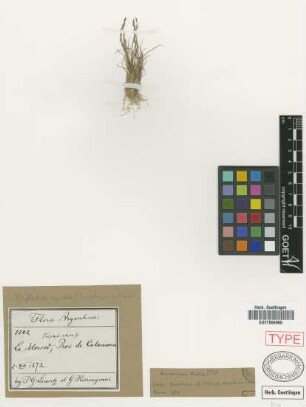Triplasis setacea Griseb. [syntype]