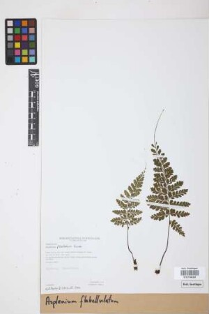 Asplenium flabellulatum Kunze