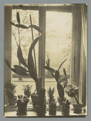 Ein Fenster das Kakteen braucht