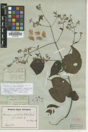 Hiarea elegans A.Juss. [isolectotype]