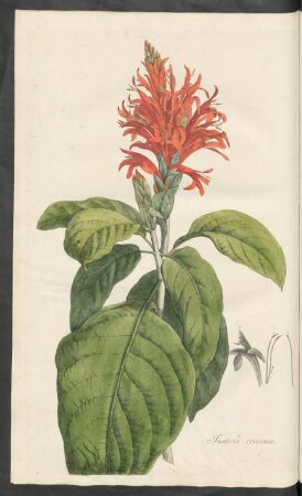 Justicia coccinea