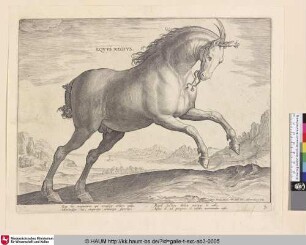 Equus regius