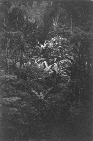 Vegetationsansicht : Blick auf Vegetation