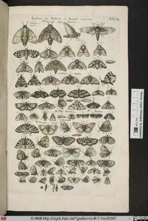 [Schmetterlinge und Motten]
