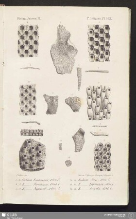Pl. 603