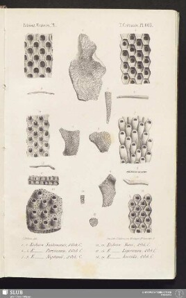Pl. 603