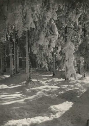 Vogtland, Aschberggebiet. Verschneite Fichten (Picea excélsa Link)