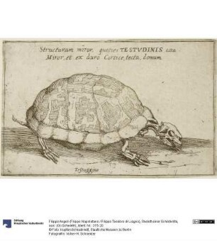 Skelett einer Schildkröte, aus: (Gli Scheletri)