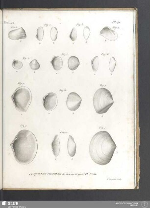 Coquilles fossiles des environs de Paris. PL. XXII
