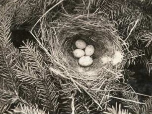 Europa. Kuckuck (Cuculus canorus). Ei im Nest des Bluthänfling