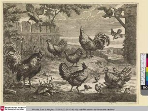 Coqs, Poulles, Pigeons