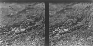 Zauneidechse : Zauneidechse (Lacerta agilis Linnaeus).