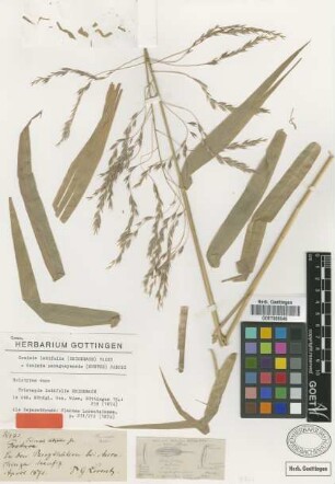 Tricuspis latifolia Griseb. [holotype]