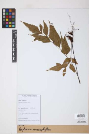 Asplenium macrophyllum Sw.