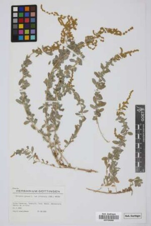 Atriplex glauca ifniensis (Caballero) Maire