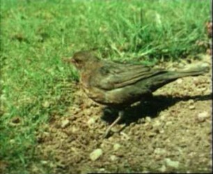 Turdus merula (Turdidae) - Revierverhalten