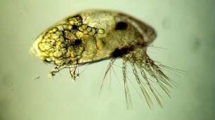 Balanus sp., cypris larva, Helgoland 2012