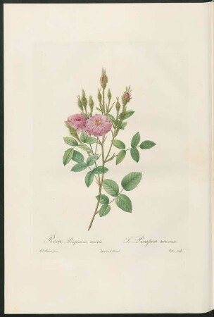 Rosa Pomponiana muscosa. Le Pompon mousseux. Victor sculp.