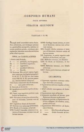 Corporus humani facie adversa stratum secundum