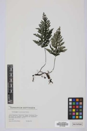 Trichomanes speciosum Willd.