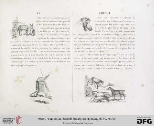 Cheval