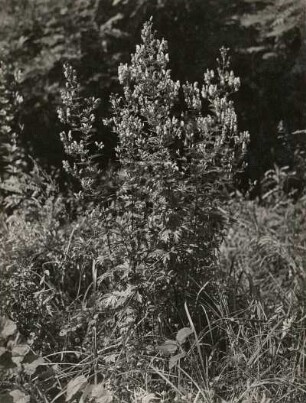 Europa. Bunter Eisenhut (Aconitum variegatum)