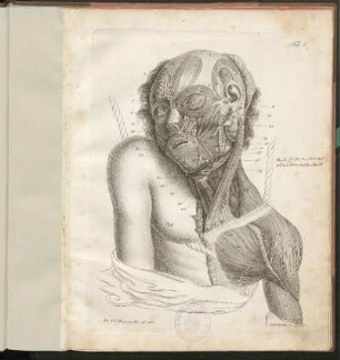 Abbildungen [Taf. I. - XV.]