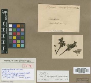 Polylepis lanuginosa Kunth var. Wedd. microphylla[syntype]