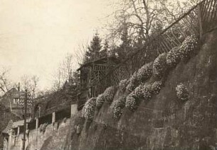 Mauerflora der Gärten. Alpen-Gänsekresse (Arabis alpina)