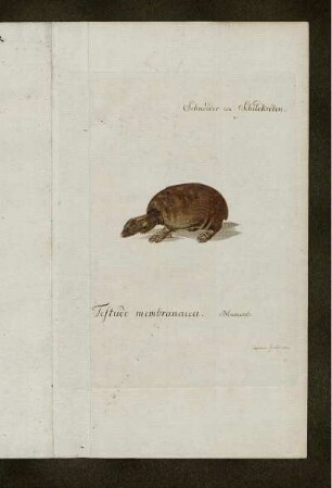 Testudo membranacea.