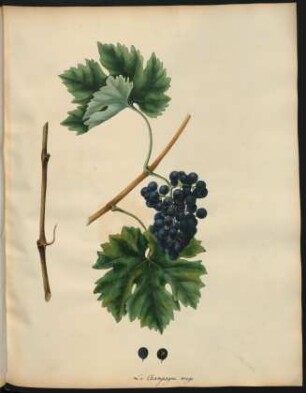 93. Le Champagne rouge